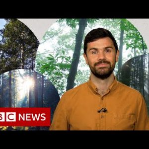 Deforestation: What’s improper with planting unusual forests? – BBC Data