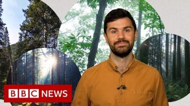 Deforestation: What’s improper with planting unusual forests? – BBC Data