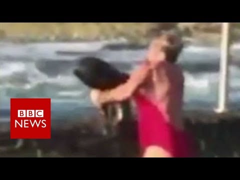 Australian lady saves ‘toddler-admire’ shark from pool – BBC News