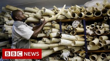 Zimbabwe seeks EU toughen in sale of ivory stockpile – BBC News