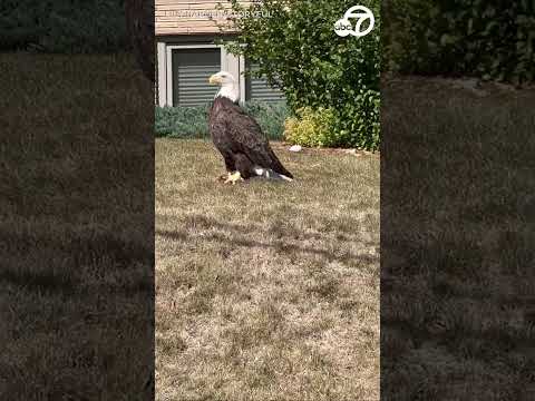 Majestic bald eagle spotted in Minnesota neighborhood