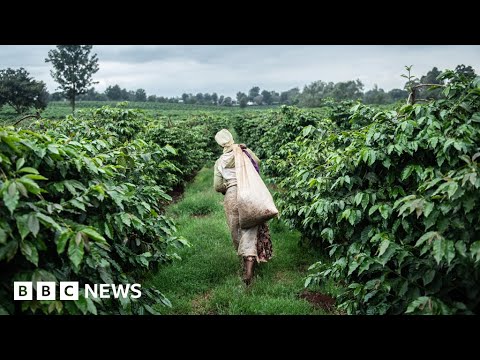 Sexual abuse on Kenyan tea farms uncovered – BBC News