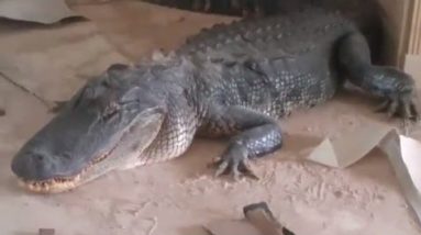 9-Ft Alligator Breaks Into House and Is Found Stress-free In Residing Room